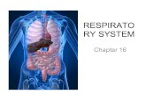 RESPIRATO RY SYSTEM Chapter 16. PRIMARY FUNCTIONS Exchange gases (oxygen and CO2) Produce vocal sounds Sense of smell Regulation of blood PH.