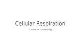Cellular Respiration Chapter 3.6 Human Biology. Respiration in animals.