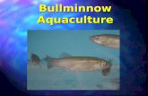 Bullminnow Aquaculture. n Scientific Name –Fundulus grandis n Common Name –Gulf Killifish n Regional Names –Bullminnow - Alabama –Mudminnow - Texas –Cocahoe.