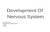 Development Of Nervous System Prepared by: Mohammed Abdul Gader Adam Azhari.