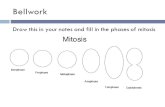 Bellwork Draw this in your notes and fill in the phases of mitosis.