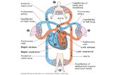 #11 The atria contract, forcing deoxygenated blood from the right atrium, through the atrio-ventricular valve into the right ventricle. #4 occurs simultaneously.