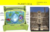 PLANT CELL CONWELL AS A CELL. CELL MEMBRANE INTERIOR WALLS- SUPPORTS OUTERMOST LAYER AND THAT’S WHAT THE CELL MEMBRANE DOES.