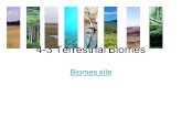 4-3 Terrestrial Biomes Biomes site