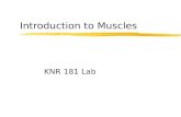 Introduction to Muscles KNR 181 Lab. Skeletal Muscles zSkeletal muscles extend from one bone to another, and cross at least one joint. zMuscle contraction.