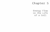 Chapter 5 Energy Flow in the Life of a Cell. 5.1 What Is Energy? Energy is the capacity to do work. –Synthesizing molecules –Moving objects –Generating.