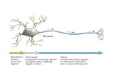 Nucleus Dendrites Collect electrical signals Cell body Integrates incoming signals and generates outgoing signal to axon Axon Passes electrical signals.