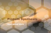 Protein Synthesis How genes work.