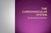 The Structure & Function.  To describe the structure of the cardiovascular system  To explain function and link this to physical features of the cardiovascular.