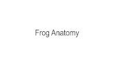 Frog Anatomy. Introducing the Frog: Belong to the group vertebrates Vertebrates include: sharks, fishes, amphibians, reptiles, birds,and mammals All vertebrates.