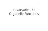 Eukaryotic Cell Organelle Functions. Cell Membrane Determines what goes in and out of the cell. Protects and supports cell.