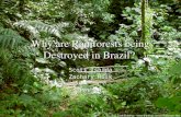 Why are Rainforests being Destroyed in Brazil Why are Rainforests being Destroyed in Brazil? Scott Ishida Zachary Rusk Per. 3 Scott Ishida Zachary Rusk.