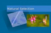 Natural Selection. Natural Selection – the processes by which individuals with favorable traits survive and reproduce, passing their traits on to the.