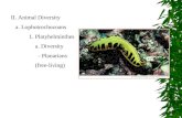 II. Animal Diversity a. Lophotrochozoans 1. Platyhelminthes a. Diversity - Planarians (free-living)