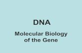 DNA Molecular Biology of the Gene. Genes biological blueprints give us attributes & traits every nucleus, in every cell carries genetic blueprint every.