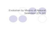 Evolution by Means of Natural Selection (Ch.10). 10.1 Early Ideas About Evolution TEKS 2B, 3F, 7B Early scientists proposed ideas about evolution. Evolution.