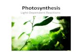 Photosynthesis Light-Dependent Reactions. Importance of Leaves Most photosynthesis occurs in the leaves.