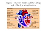 Topic 6 – Human Heath and Physiology 6.2 – The Transport System.