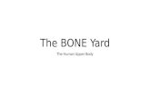 The BONE Yard The Human Upper Body. Enter an entire upper body picture.