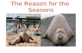 THE SEASONS. The Reason for the Seasons The earth’s changing seasons are NOT due to distance from sun January July.