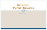 HUMAN BIO 11 Genetics: Punnet Squares. Mendelian Genetics Alleles  a form of the gene Phenotype  physical appearance Genotype  the alleles a person.