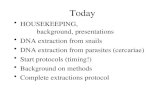Today HOUSEKEEPING, background, presentations DNA extraction from snails DNA extraction from parasites (cercariae) Start protocols (timing!) Background.