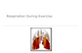 Respiration During Exercise. Terms Ventilation Respiration Pulmonary respiration Cellular respiration.
