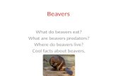 Beavers What do beavers eat? What are beavers predators? Where do beavers live? Cool facts about beavers.