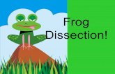 Frog Dissection!. Frog Background Animal Class: Amphibian Where frogs live: Many live on land, but they must return to water to reproduce because eggs.