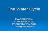 The Water Cycle EVAPORATION, CONDENSATION, PRECIPITATION AND TRANSPIRATION.