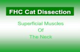 FHC Cat Dissection Superficial Muscles Of The Neck.