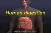 Human digestion. Human digestive system (General plan) Accessory digestive organs.