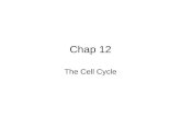 Chap 12 The Cell Cycle. Kangaroo rat epithelial cells.