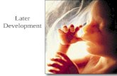 Later Development. at ~ 8 weeks > fetus human gestation 38 weeks (from conception)