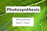 Photosynthesis Why plants don’t “eat”.