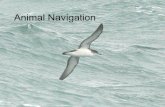 Animal Navigation. Point toward your home ?? ? ?