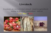 Livestock are domesticated animals raised in agricultural setting to produce commodities such as food, fiber, &labor. 1.