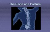 The Spine and Posture. Structure and Function of the Spine   mation