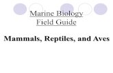 Marine Biology Field Guide Mammals, Reptiles, and Aves.