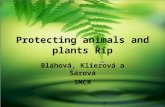 Protecting animals and plants Říp Bláhová, Klierová a Šárová 3MCR.