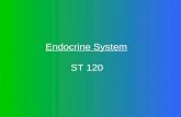Endocrine System ST 120. Day # 1 Objectives  Medical Terminology  Location of the Endocrine Glands  Hormones, steroid, non-steroid  Discuss the function.