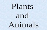 Plants and Animals. Questions E. How are plants and animals similar and different? U1. What do we know about plants? A. What is a plant? B. What do they.