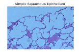 Simple Squamous Epithelium. Simple Cuboidal Epithelium.