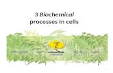 3 Biochemical processes in cells 1. Organic ___________ provide a source of energy for living organisms. Chemical ____________ may release energy or require.