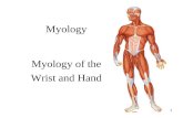 1 Myology Myology of the Wrist and Hand. 2 Anatomical Review Distal Ulna and Radius (Notes in Lecture 3)