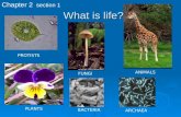 What is life? Chapter 2 section 1 PROTISTS ANIMALS FUNGI PLANTS