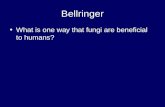 Bellringer What is one way that fungi are beneficial to humans?