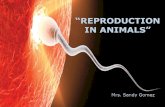 REPRODUCTION IN ANIMALS Mrs. Sandy Gomez. REPRODUCTION  Requires only one parent (Adnavtage)  Takes place faster  Less genetic diversity (Disadvantage)