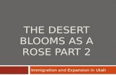 THE DESERT BLOOMS AS A ROSE PART 2 Immigration and Expansion in Utah.