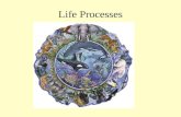 Life Processes. Life Processes(Activities)  These are the processes that all livings things must accomplish in order to be alive. Think of some of the.